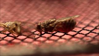 Female Tsetse Fly Feeding 5 [upl. by Condon]