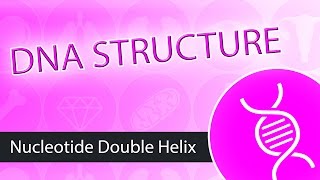 GCSE Biology  What is DNA Structure and Function of DNA 65 [upl. by Theodore]