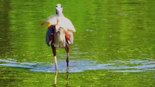 Great Blue Heron Swallowing Carp [upl. by Anchie]