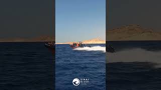 Sinai Blues  RIBS Rigid Inflatable Boats Sharm El Sheikh  Red Sea 🤿 [upl. by Hebbe646]