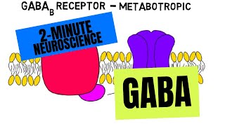 2Minute Neuroscience GABA [upl. by Benedict10]