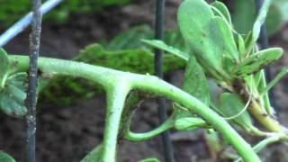 Horsehair Worm In The Garden [upl. by Mireielle905]