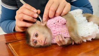 Monkey Tina got a beetle in her ear while climbing a tree and asked her mother for help [upl. by Teodoro]