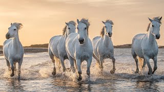 MÚSICA RELAJANTE  CALMA TU MENTE Y REDUCE EL ESTRÉS CON MÚSICA DE RELAJACIÓN Y PAISAJES PRECIOSOS [upl. by Myrvyn343]