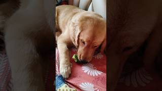 আমি এখন শসা খাচ্ছি ❤️ GoldenRetrieverCommunity animallover cutebaby goldenretriever doglover [upl. by Mcarthur]