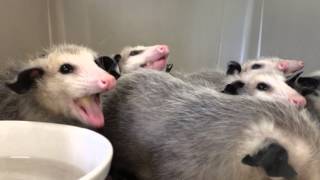 Opossums eating bananas [upl. by Davidson425]