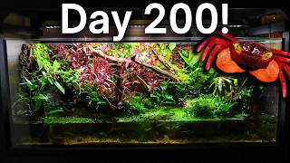 The Giant Vampire Crab Paludarium 200 Days Later [upl. by Inus]