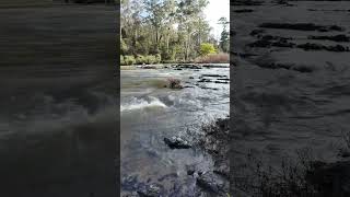 Warrandyte State Park  VIC Australia park lake river camping hike asmr relax outback [upl. by Nadaba]