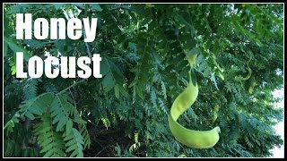 Honey Locust Gleditsia triacanthos  Ninja Gardening  Episode 31 [upl. by Reginauld123]