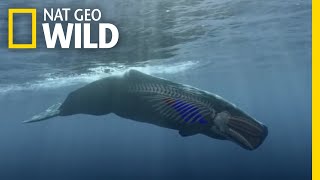 How to Dive Like a Sperm Whale  Whales of the Deep [upl. by Nimrak]