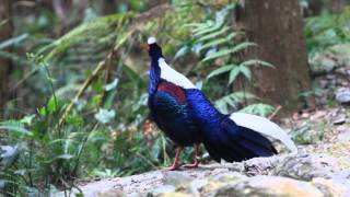 Swinhoes Pheasant mating dance 藍腹鷳求偶舞 [upl. by Alleuqahs839]