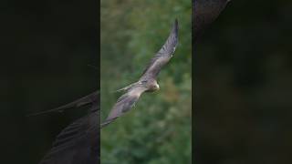 Yellowbilled kite in flight [upl. by Batha]