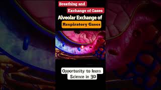 Breathing and exchange of gases 11th biology neet Cbse ncert [upl. by Ingram114]