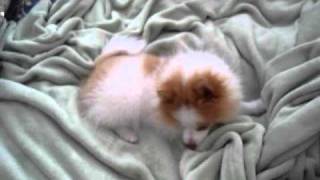 14 week old Pomeranian puppy [upl. by Ylim]