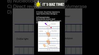 How Thymine dimer mutations of DNA repaired in Humans [upl. by Nurse]