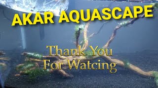 Tutorial Aquascape Sederhana [upl. by Laure]