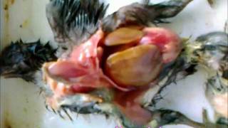 Fowl Typhoid Gross Lesions [upl. by Nylodnewg]