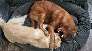 Golden Retriever Sisters Time To Wrestle [upl. by Moina731]