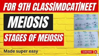 Phases of MeiosisMade super easy Meiosiscell division complete detail in urdu9th classMDCAT [upl. by Ayotahs]