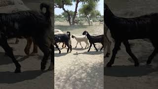 Goats And Sheep🐑 going to black homeFemale Sheep🐑 Female Goats🐐 enjoy eatingDesert area animals [upl. by Aicac]