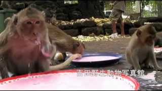 Crabeating Macaques Getting Foods カニクイザルの食事 [upl. by Atteuqram]