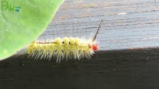 Fuzzy Stinging Caterpillar is Stunningly Beautiful  WhiteMarked Tussock Moth Caterpillar [upl. by Amairam]