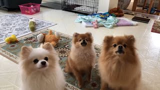 Pomeranian puppies are barking for treats Cute and adorable [upl. by Mita145]