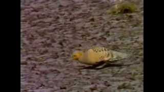 Pallass Sandgrouse Shetland 1990 [upl. by Allie]