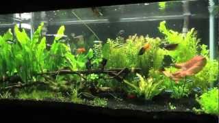 Genesis of a 120 gallon fish tank [upl. by Iteerp745]