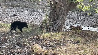 Tiger 🐅 vs sloth bear 🐻 please 🙏 subscribe channel [upl. by Tiff]