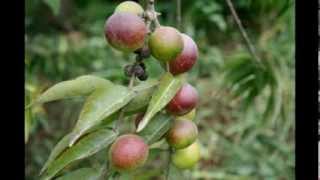 Camu Camu Berries Myrciaria dubia Food [upl. by Ennovy]