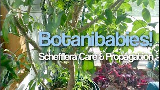 Schefflera Umbrella Tree Houseplant Care Tips and Propagation [upl. by Saduj]