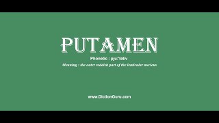 putamen Pronounce putamen with Meaning Phonetic Synonyms and Sentence Examples [upl. by Carlye]