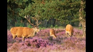 Our Trip to National Park The Hoge Veluwe in 4K Otterlo 🇳🇱 The Netherlands 21 Feb 2019 [upl. by Nodearb]