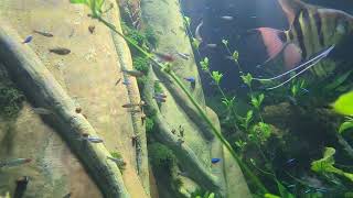 Fish in Aquarium Slow Mo [upl. by Anad]