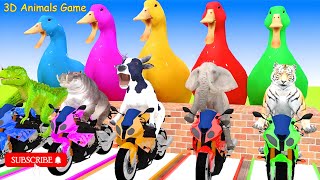 5 Giant Duck  Long Slide Game With Rhinoceros Tiger Gorilla Lion Bear TRex Buffalo 3d Animal Game [upl. by Trixi983]