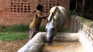 Horse chewing his food [upl. by Clo]