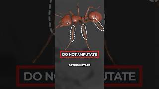 We Just Discovered That Ants Can Perform Surgery [upl. by Atima]