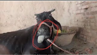 Botulism in cow l symptoms of botulism l लाइलाज बीमारी I नो ट्रीटमेण्ट I dr umar khan [upl. by Reeta538]