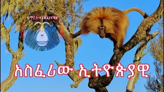 አስፈሪው ኢትዮጵያዊ ጭላዳ ዝንጀሮGelada Baboon [upl. by Wolfort]