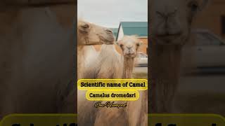 Scientific name of Camel 🐪🐪 ll Camelus dromedari ll One Humped Camel ll Animals husbandry mcq ll [upl. by Glanti876]