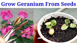 How to Grow Geranium Flower Plant From Seeds at Home  Geranium From Seeds [upl. by Einad]