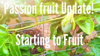 Starting to Fruit  Passion Fruit Update 061315 High Density Espalier Gardener [upl. by Euqinmod]