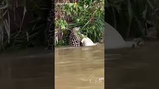 jacaré amostradim onça cuidou na passagem no rio Pantanal matogrossense [upl. by Neelyk]