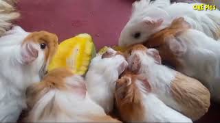 11 Guinea Pigs Fighting to eat 1 Mango [upl. by Damicke]