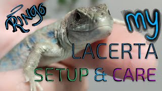 MY Jeweled Lacerta Setup amp Care [upl. by Sitra]