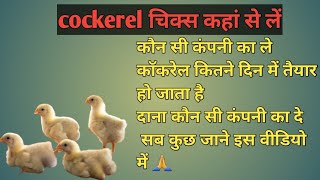 cockerel चिक्स कहा से लें 🤔 cockerel Poultry farming A to Z information 🙏poultryfarming cockerel [upl. by Eesac]