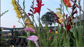 Gladiolus plant combo offer flowers gardening plantlover garden rosenursery flowers plantlove [upl. by Jeanelle]