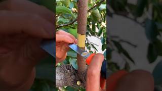 Persimmon Fruit 🌿agriculture gardening homegarden shortsfeed shortsviral tree garden farming [upl. by Skylar]