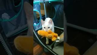 Flame Tip Siamese cat catlover kitten cute [upl. by Betti438]